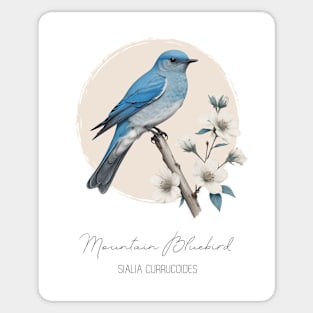 Mountain Bluebird Sticker